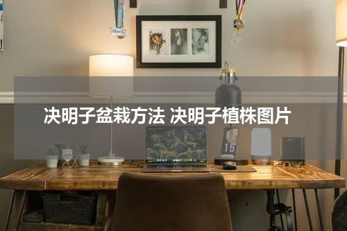 决明子盆栽方法 决明子植株图片