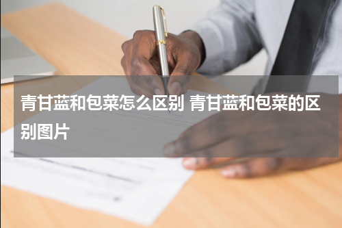 青甘蓝和包菜怎么区别 青甘蓝和包菜的区别图片